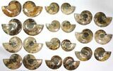 Lot: to Cut/Polished Ammonite Fossil - Pairs #117037-2